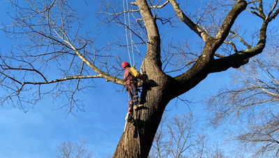 treeServices